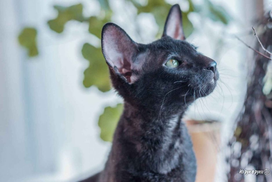 Петербургский сфинкс брашевый