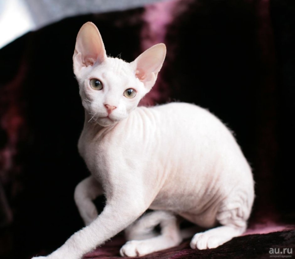 Сфинкс браш сиамский