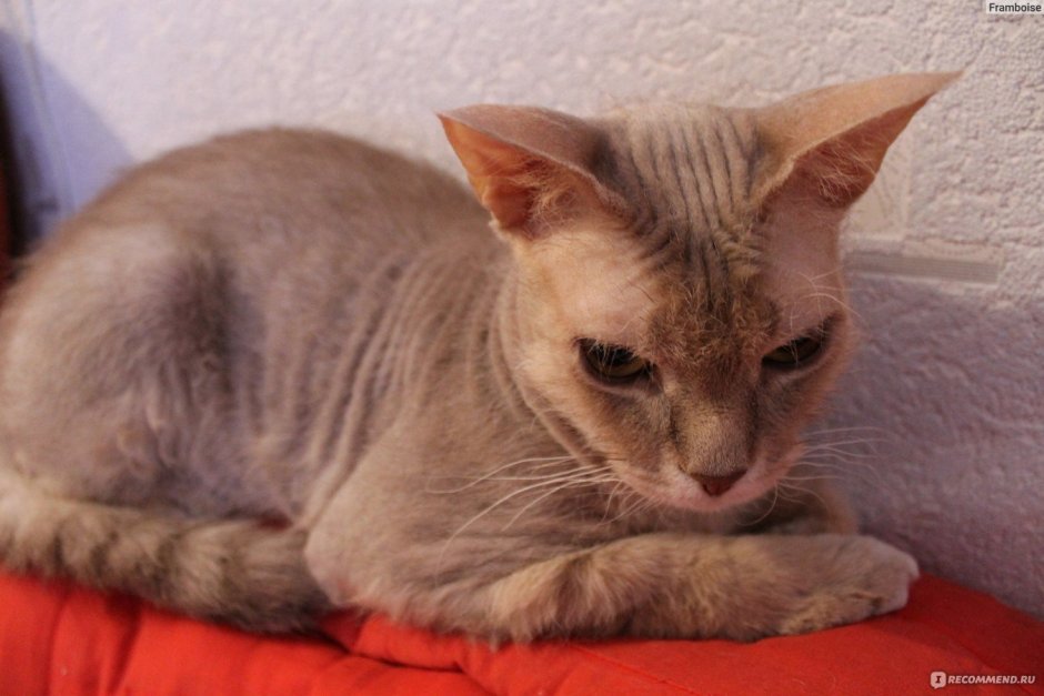 Донской сфинкс Тип шерсти браш