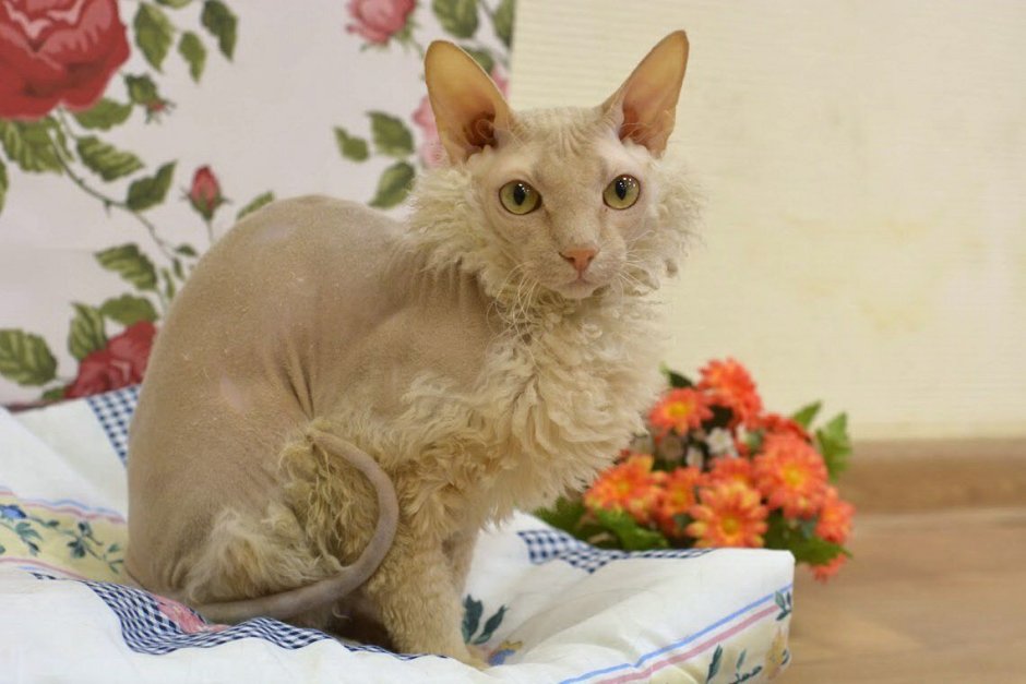 Донской сфинкс кудрявый