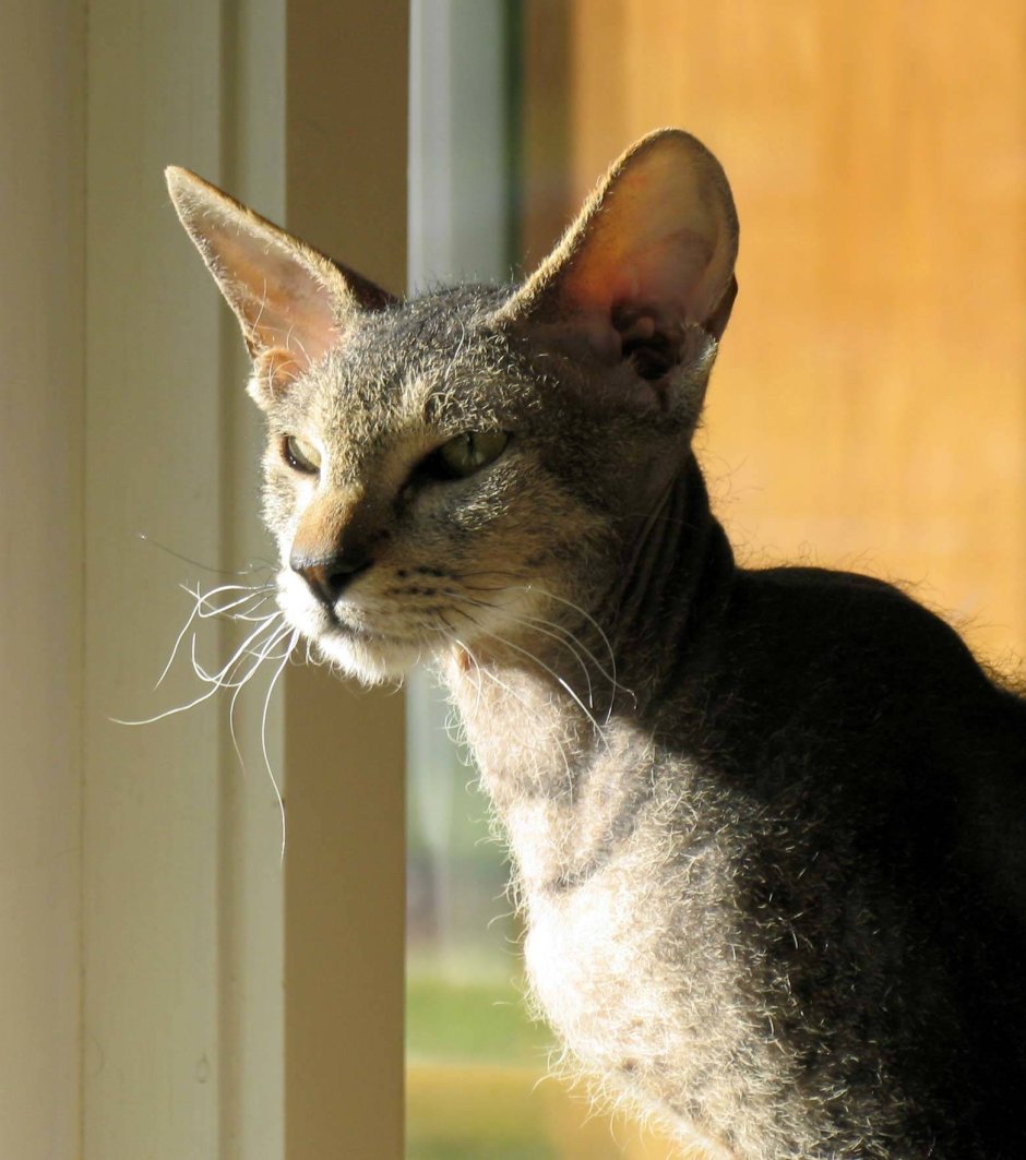 Петерболд Ориентал