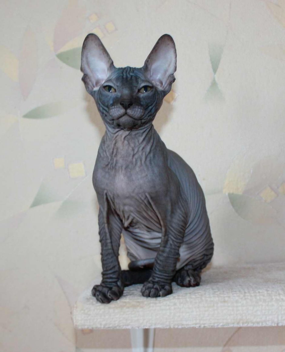 Донской сфинкс браш