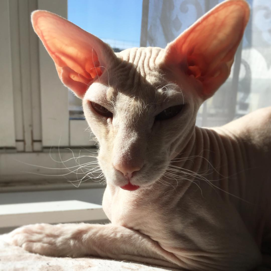 Петерболд Вариетта Сиам