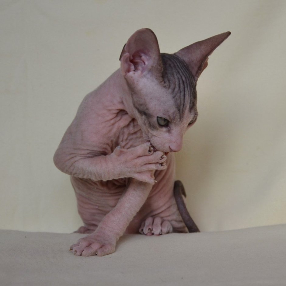 Донской сфинкс с волосами