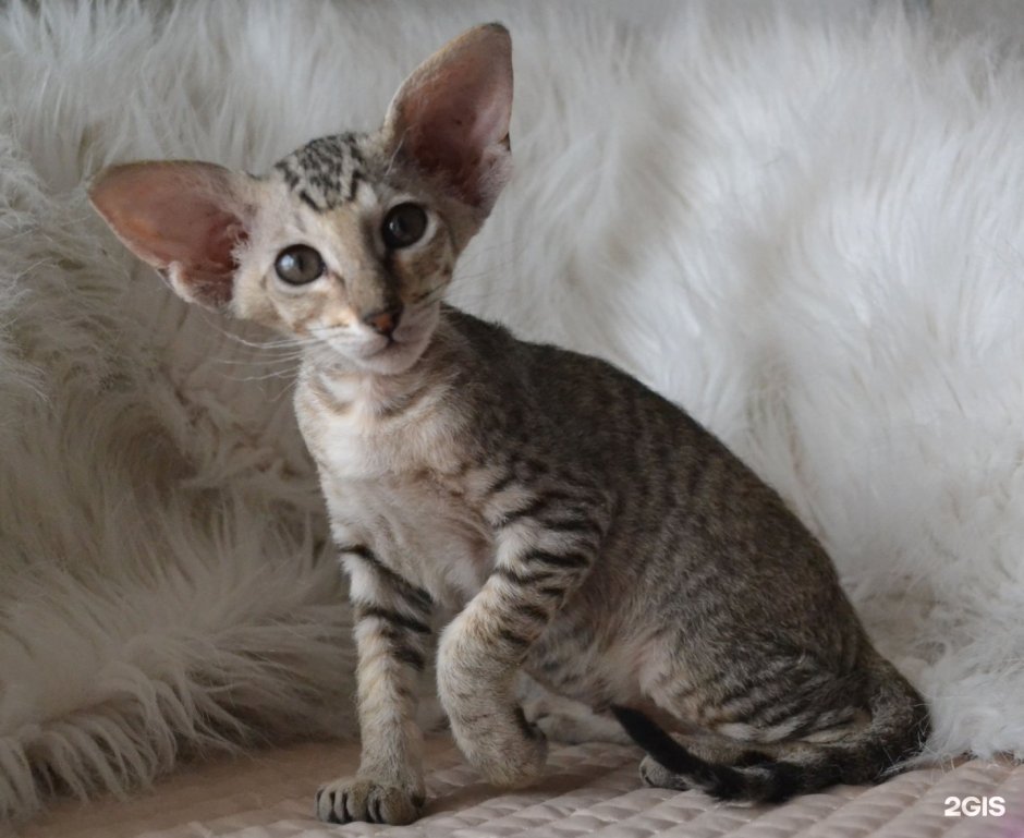 Петерболд браш Пойнт