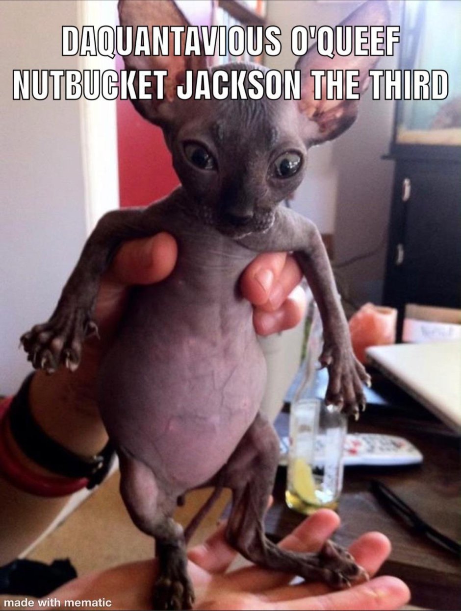 Канадский сфинкс смешной