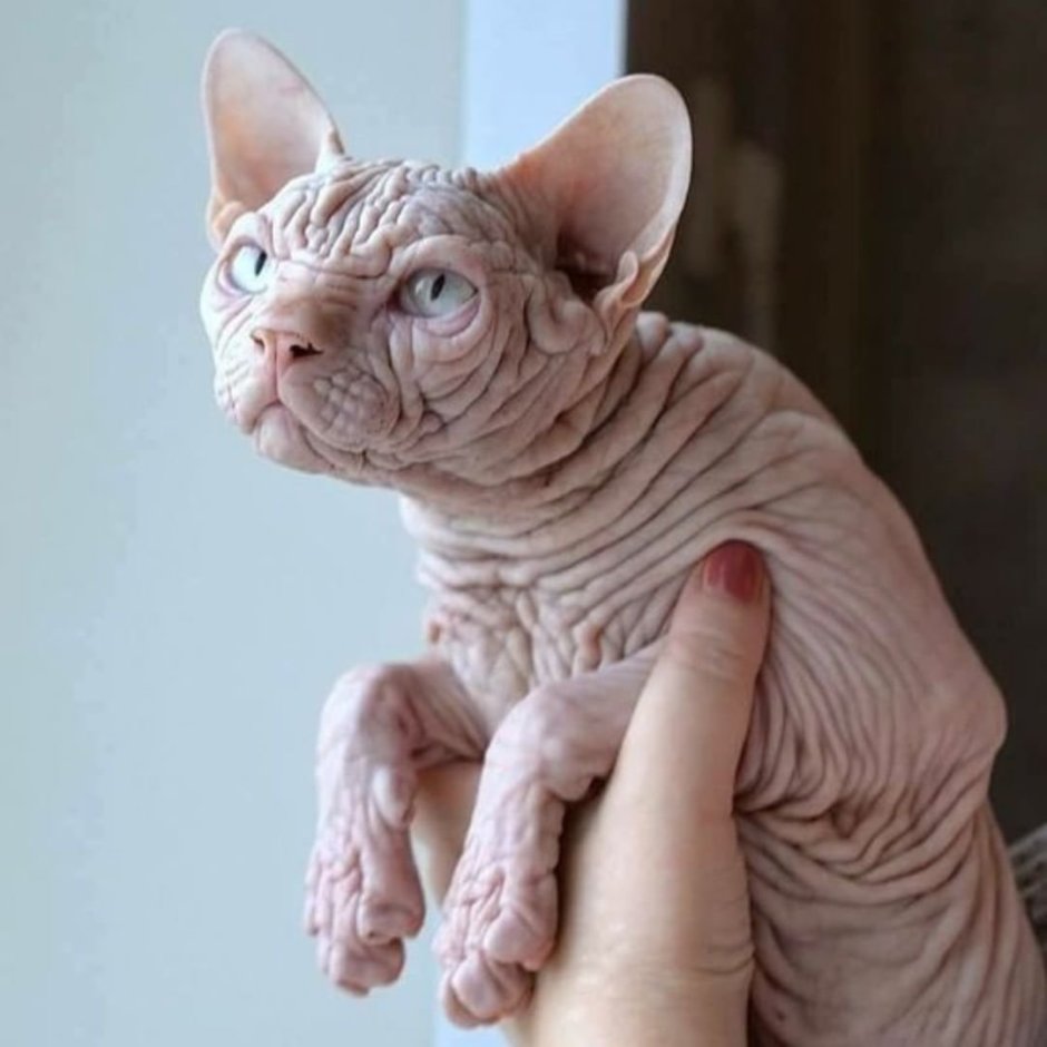 Сфинкс сибирской породы