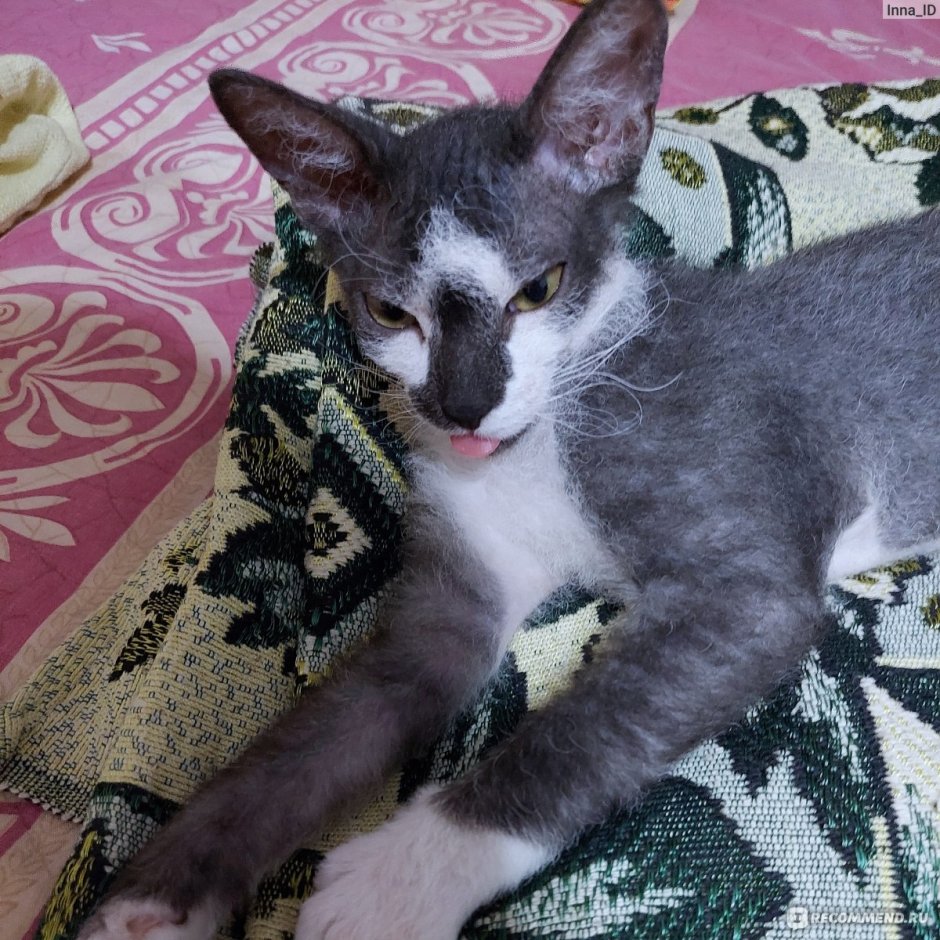 Самые странные кошки на свете