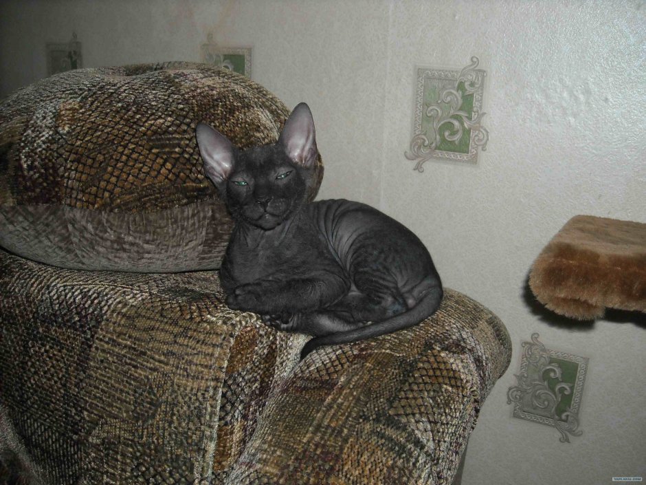 Донской сфинкс браш 3 года