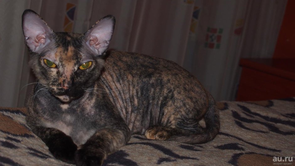 Браш черепаховый Донской сфинкс