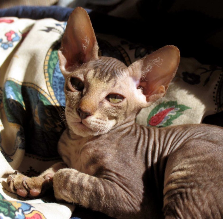 Сфинкс Петерболд велюровый