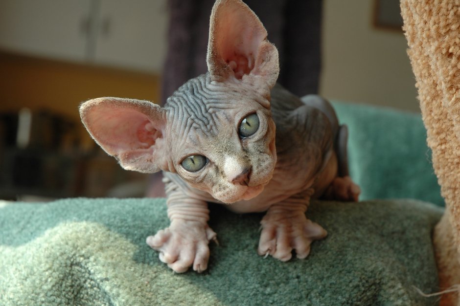 Лысая кошка сфинкс