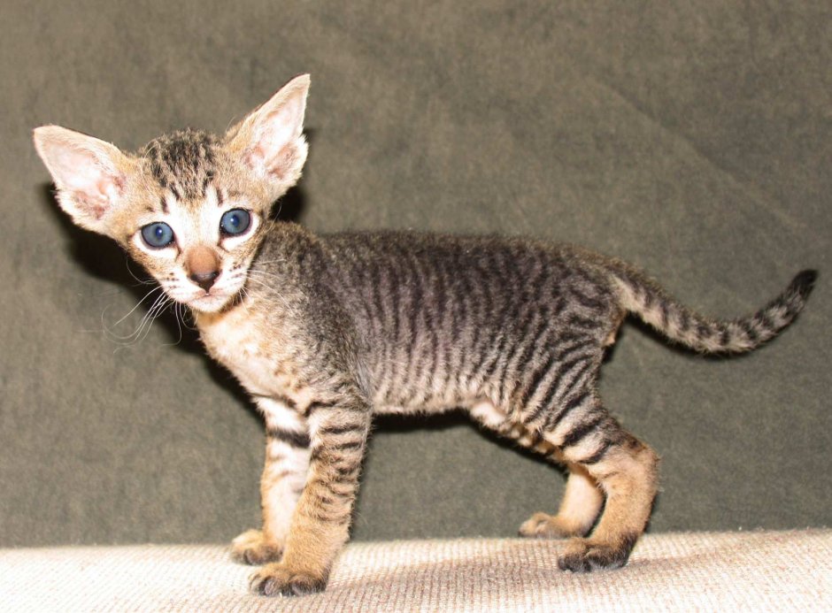 Донской сфинкс табби браш