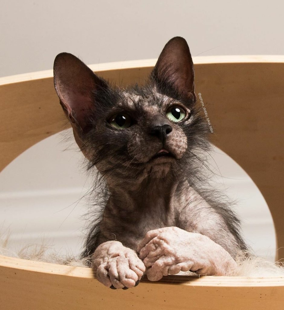 Сфинкс браш волосатый