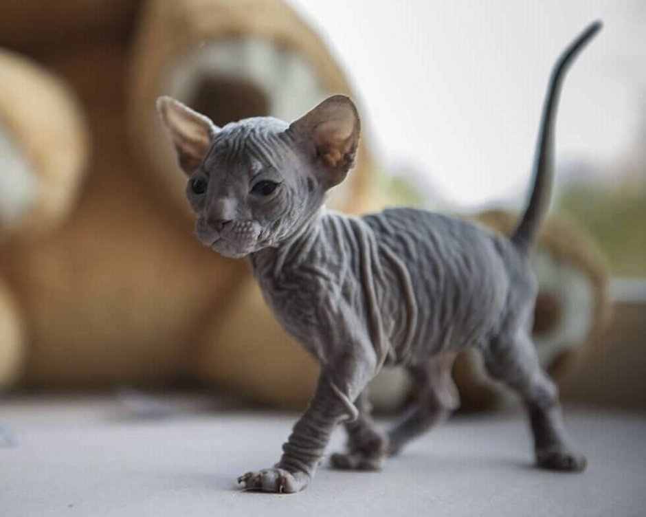 Донской сфинкс