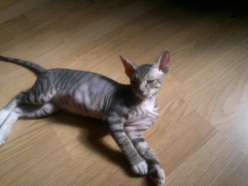 Донской сфинкс браш