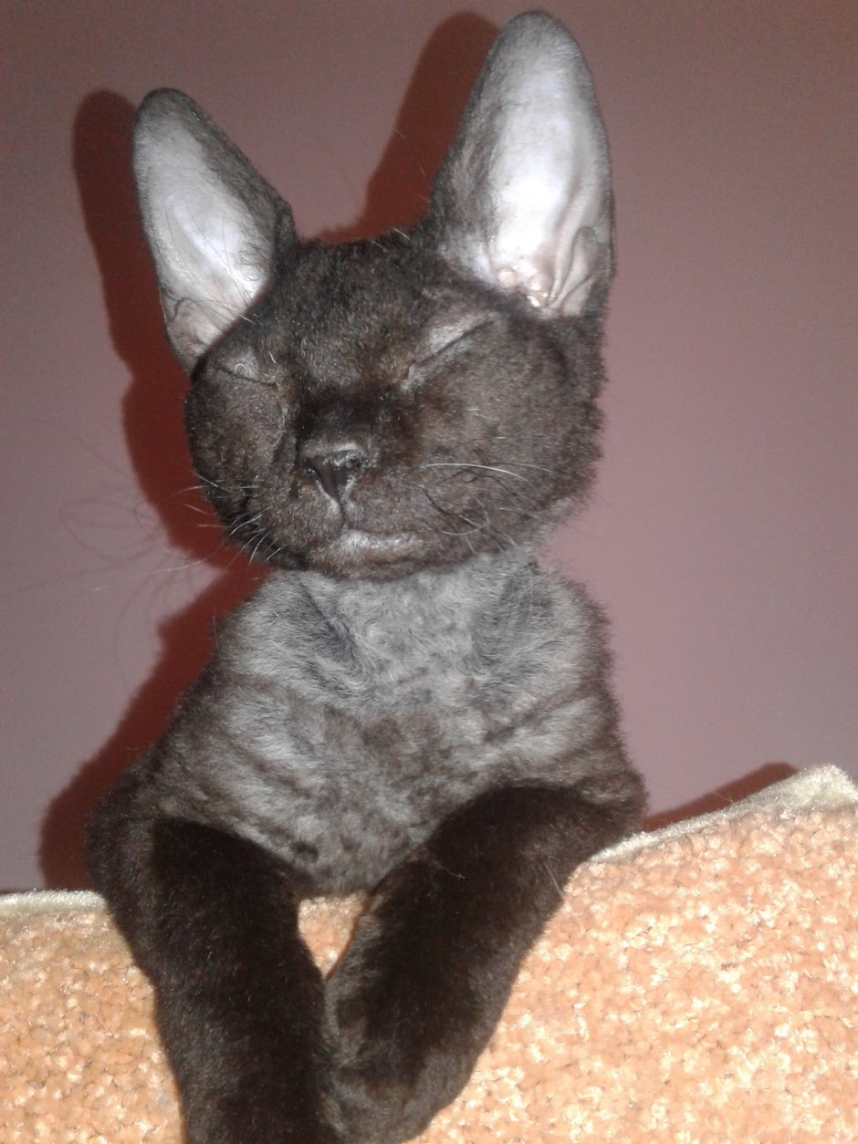 Донской сфинкс браш