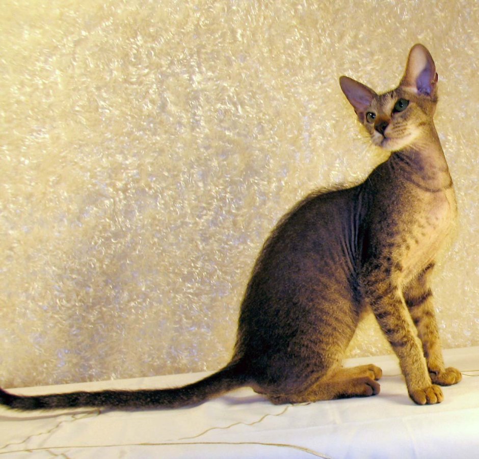 Сфинкс Петерболд браш