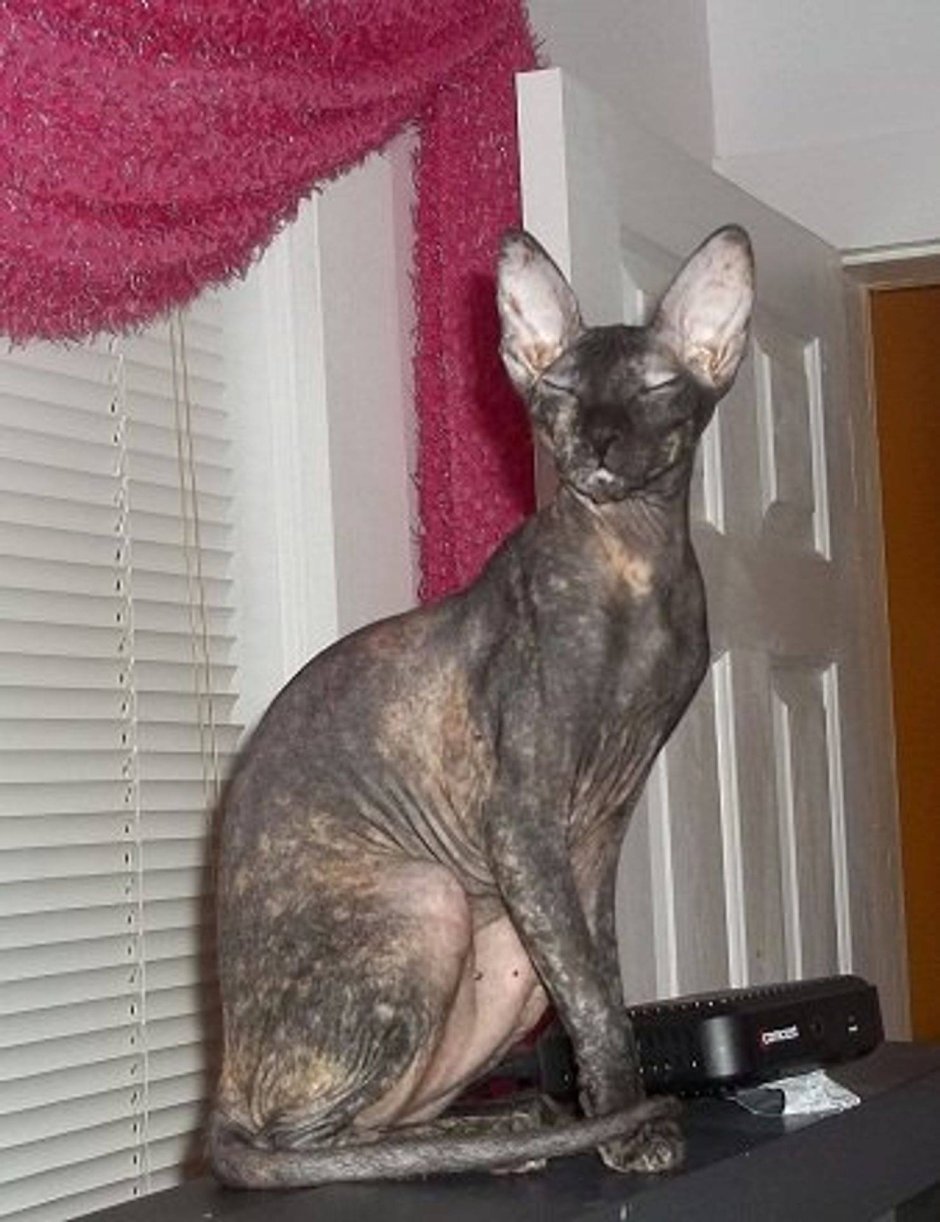 Канадский сфинкс браш