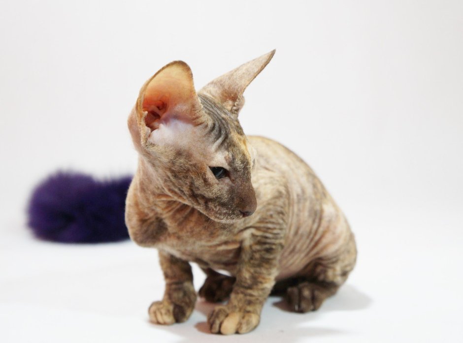 Донской брашевый сфинкс