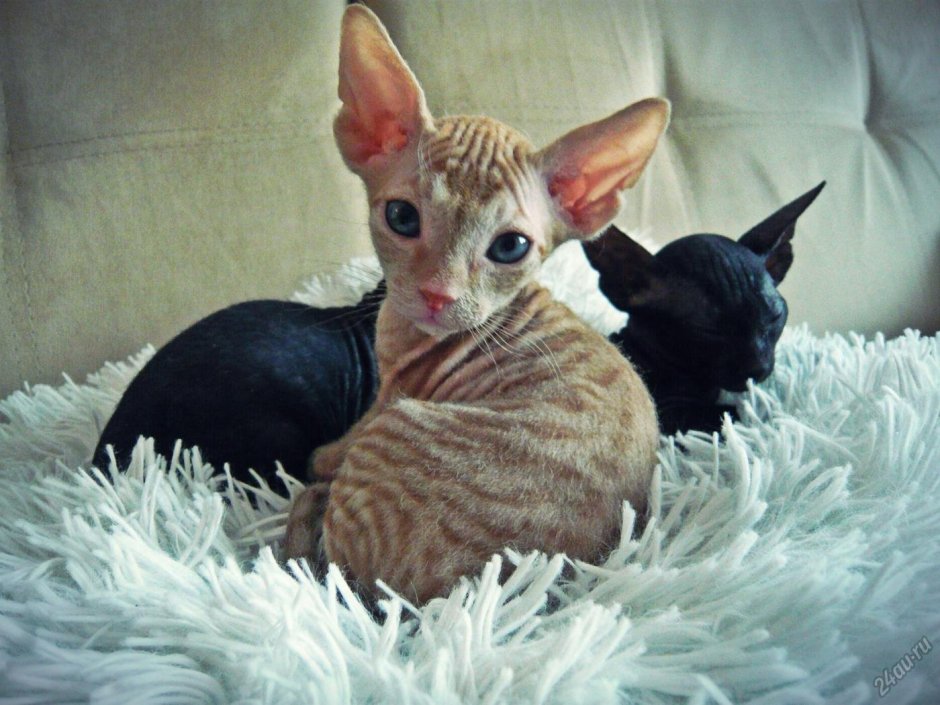 Донской сфинкс браш велюр