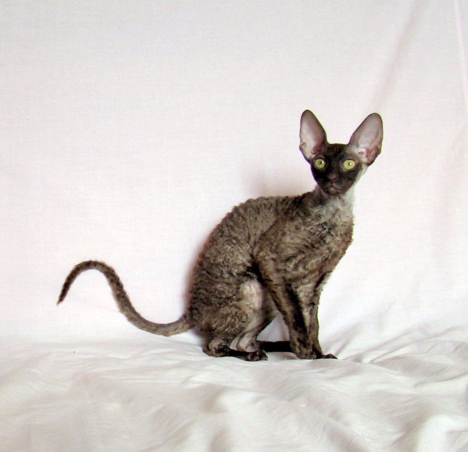 Донской Корниш рекс