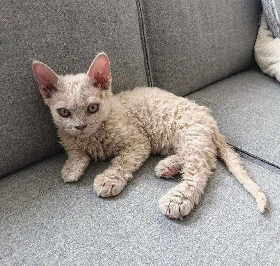 Сфинкс Селкирк рекс