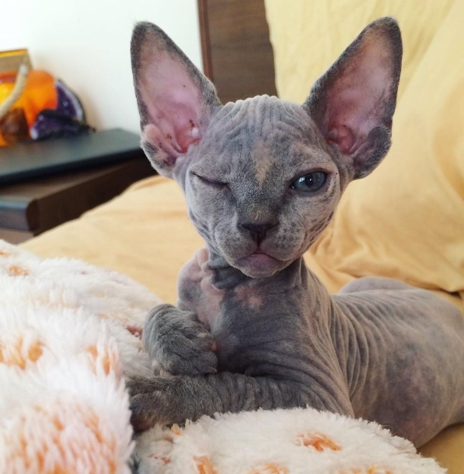 Донской сфинкс велюр