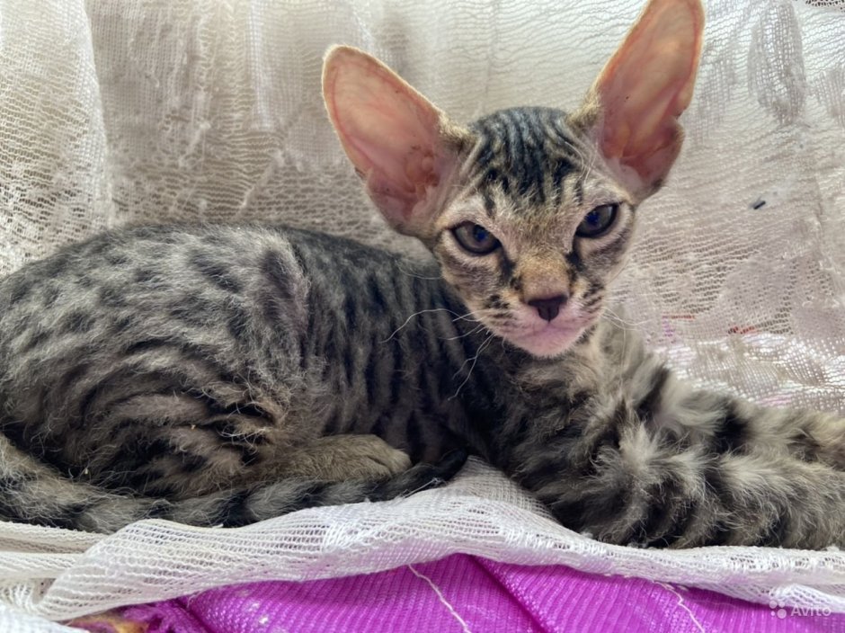 Донской сфинкс браш