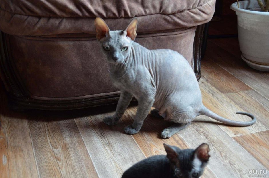 Канадский брашевый сфинкс