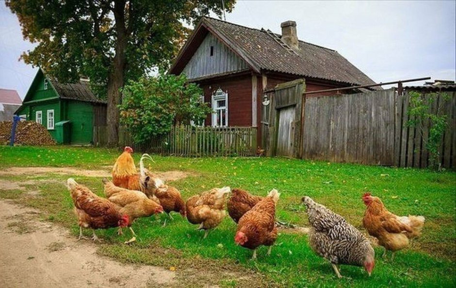 Курочки в деревне