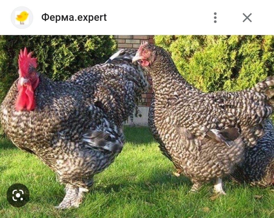 Куры Куку де Малин