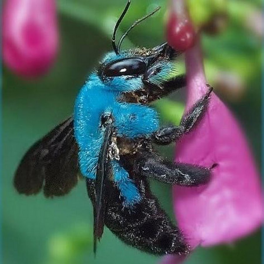 Шмель-плотник фиолетовый( Xylocopa violacea )