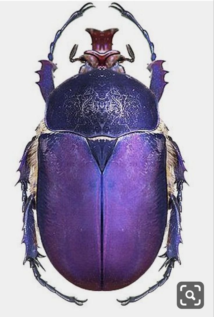 Жуки скарабеи Майский Жук