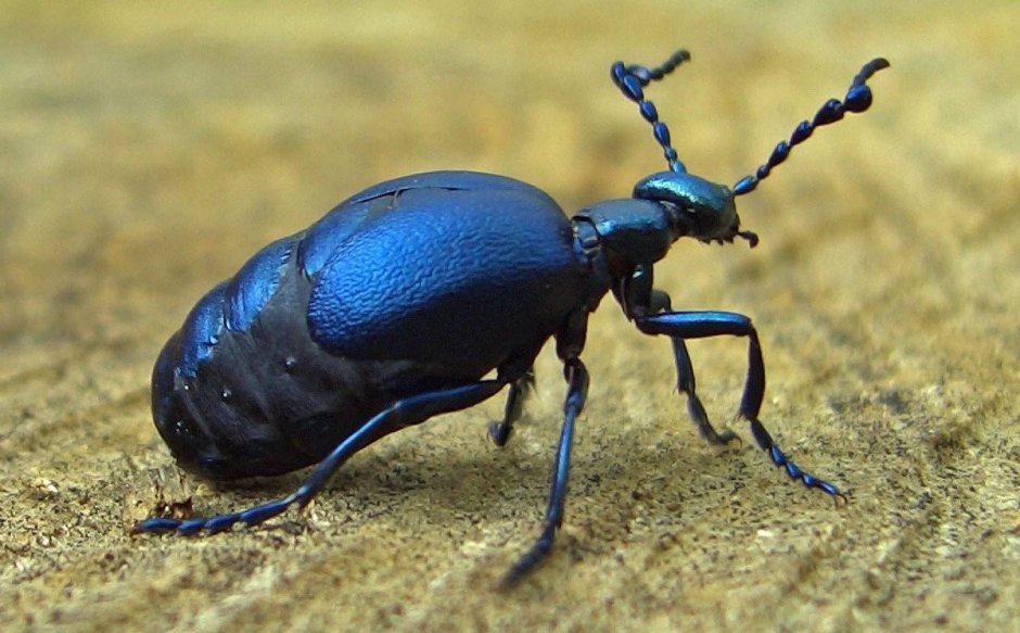 Meloe violaceus