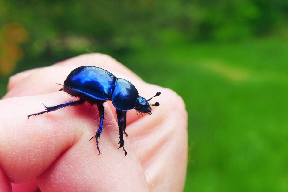 Жук СИНЕКРЫЛ