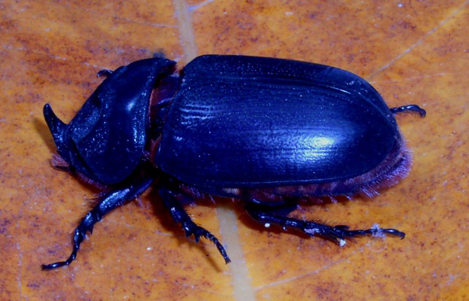 Домашний питомец Жук