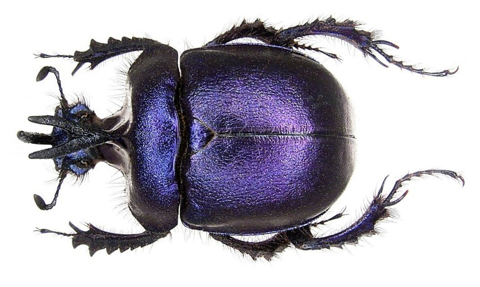 Жук Ротшильда