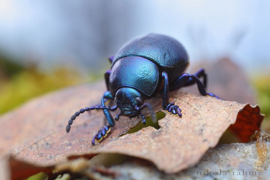 Черный Листоед Жук Листоед
