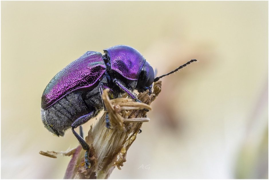 Фиолетовый Жук Листоед