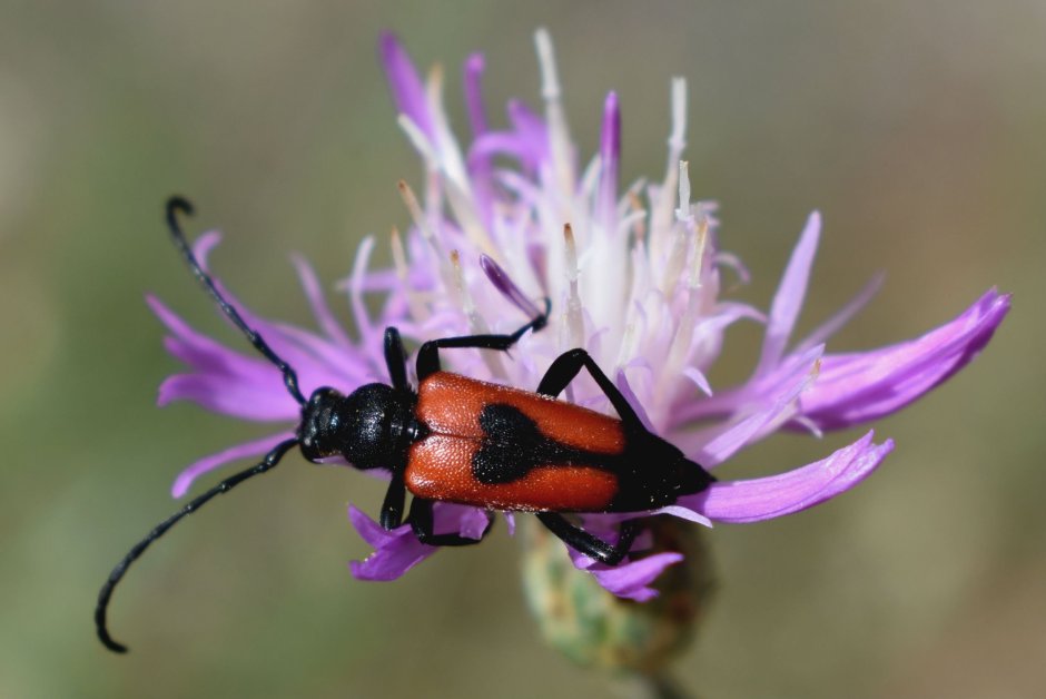 Мадагаскарская Комета гусеница