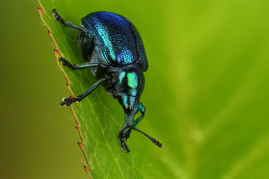 Жук трубковерт