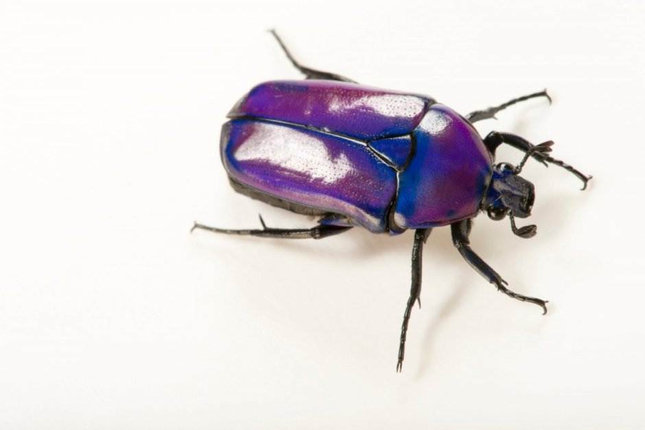 Smaragdina africana africana Жук