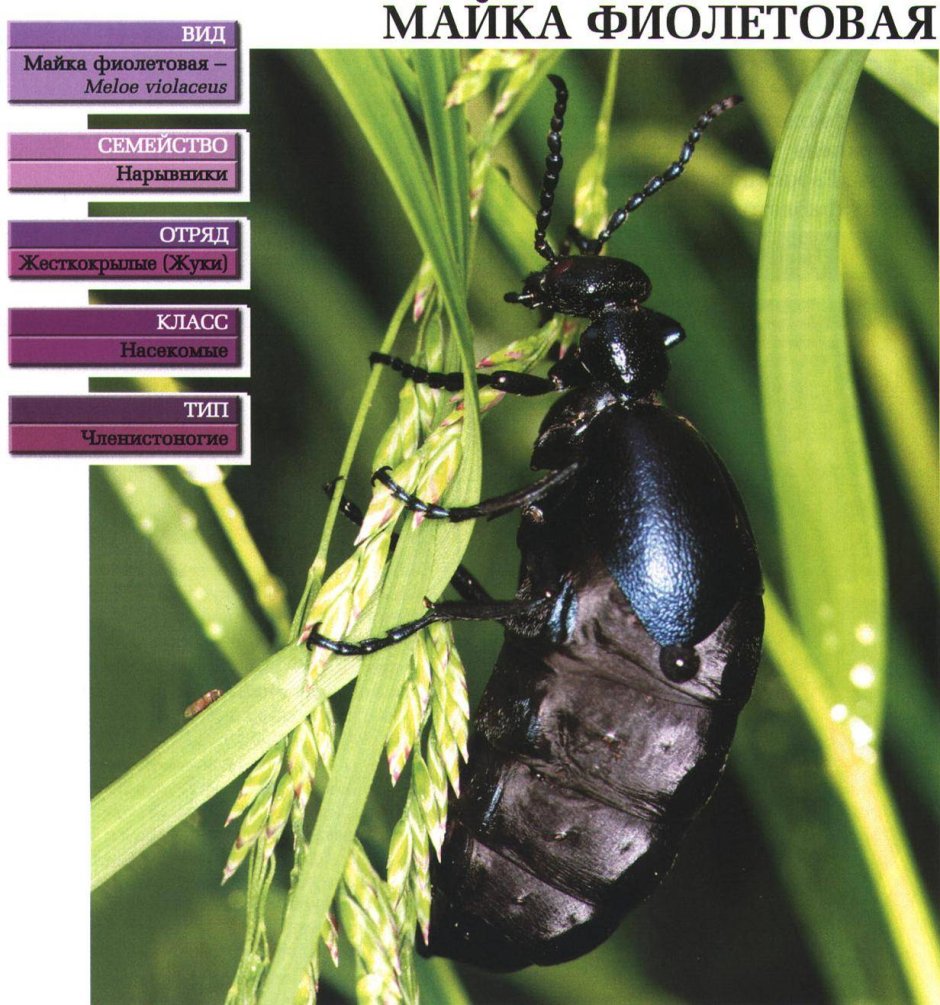 Синий Жук  Meloe violaceus