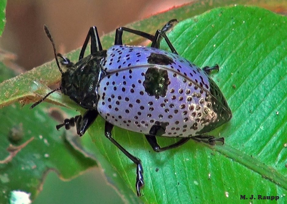 Жук Грибовик