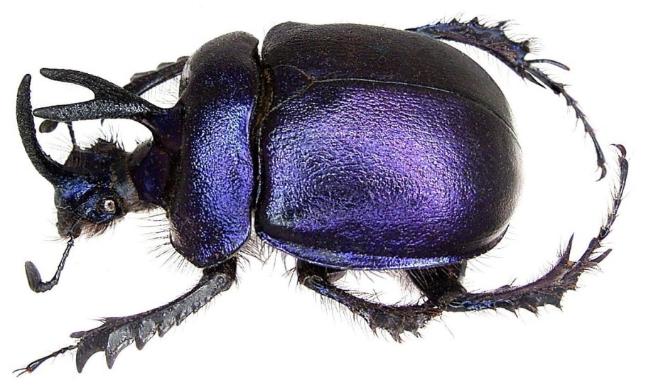 Синий Жук скарабей