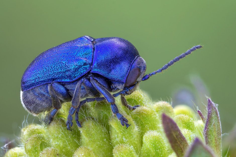 Синий Жук скарабей