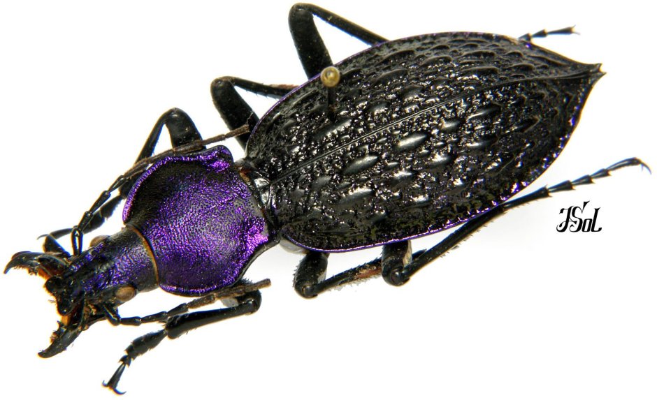 Carabus_coptolabrus_augustus cristianofonti