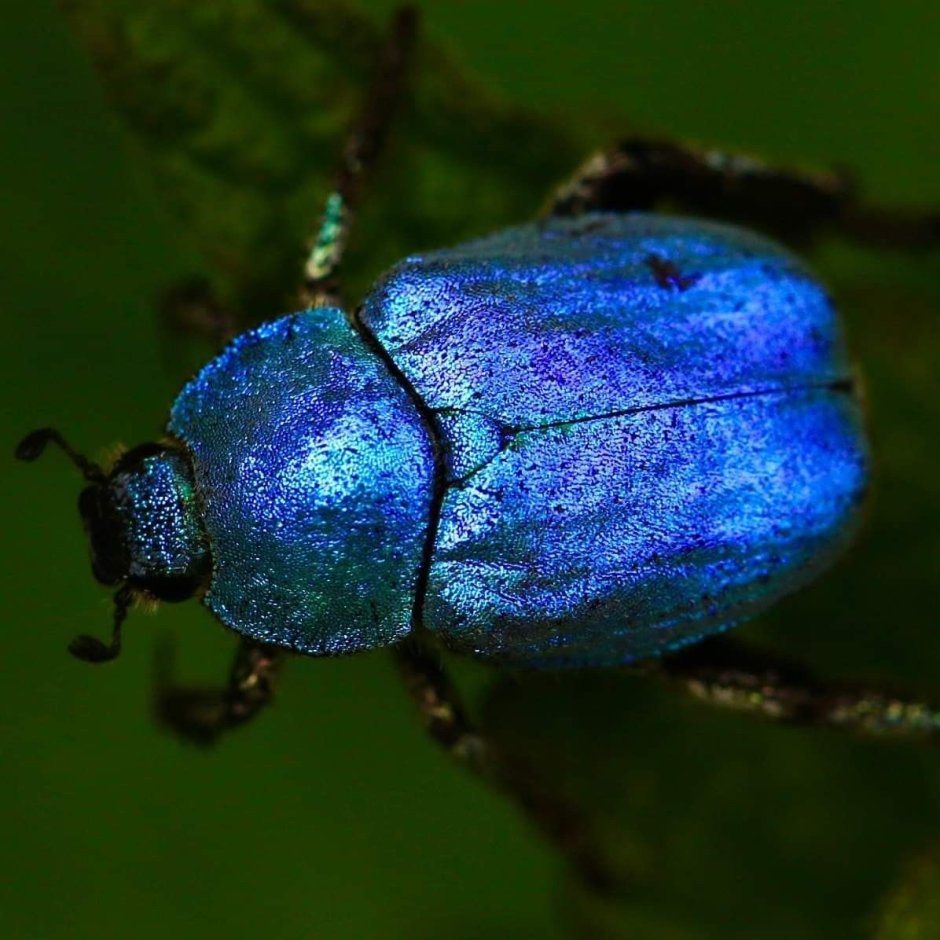 Синий жучок