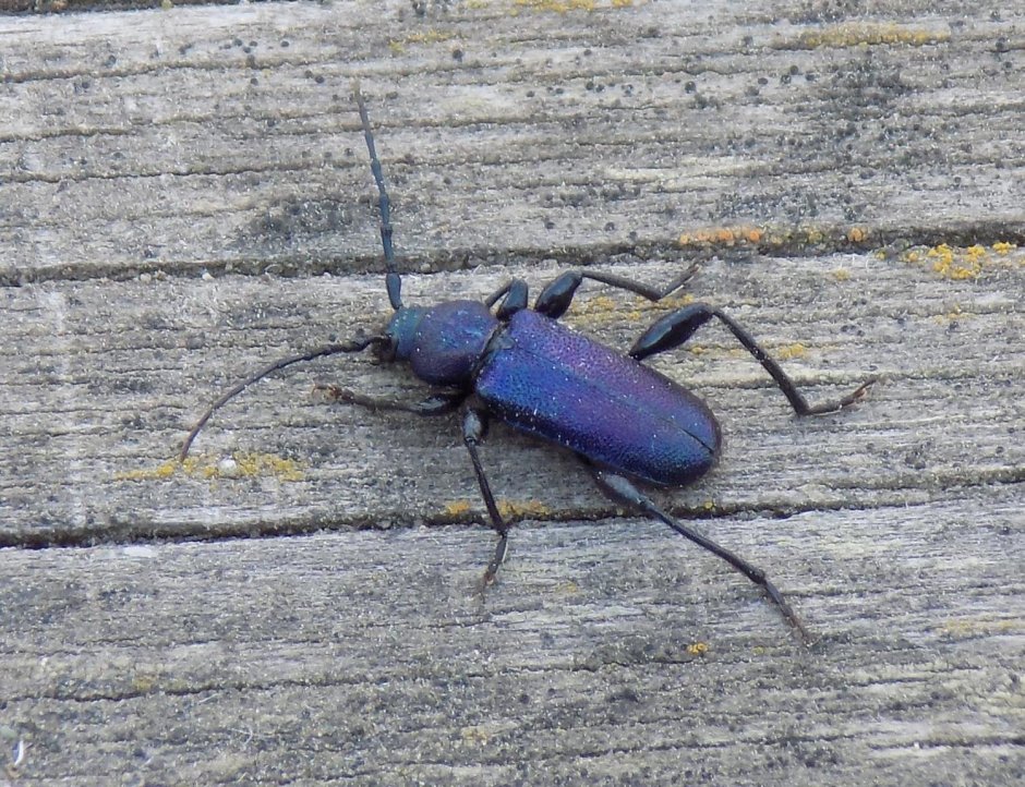 Фиолетовый Жук усач
